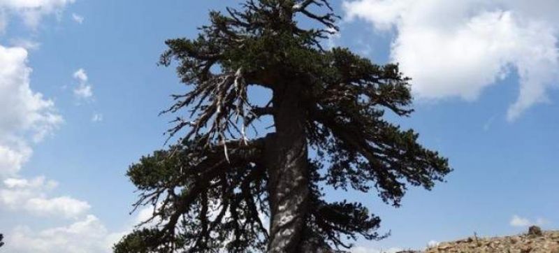 Το αρχαιότερο δέντρο της Ευρώπης βρίσκεται στην Ελλάδα