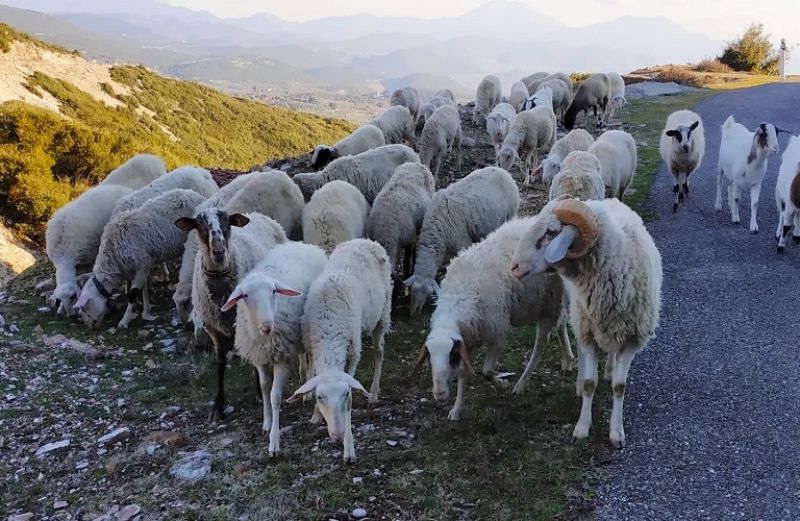 Σπάνιες Φυλές: έρχεται η νέα προκήρυξη