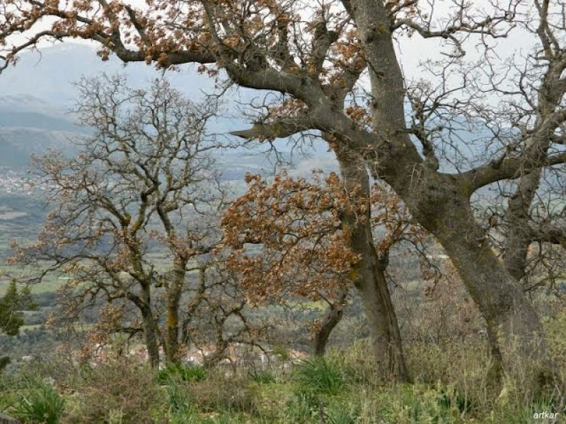 Εκπαιδευτική Ημερίδα για το βελανιδοδάσος του Ξηρομέρου στην Σκουρτού (Τρι 3/10/2017)