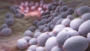 Κράνμπερι: Ο καρπός που σταματά τις βακτηριακές λοιμώξεις