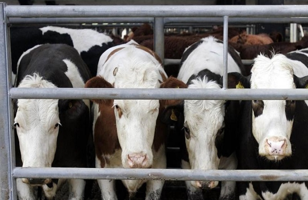 Άρση απαγόρευσης εξαγωγής ζώων στη Σαουδική Αραβία