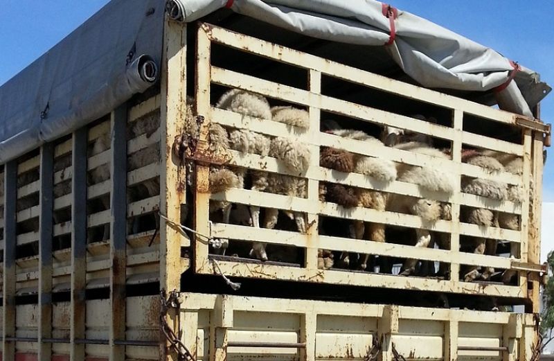 Μεταφορά ζώντων ζώων εκτός της Ελληνικής Επικράτειας – Πανδημία COVID-19