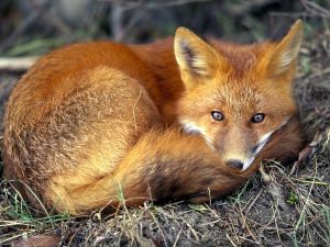 Ενημέρωση για τον εναέριο εμβολιασμό κατά της λύσσας για τις κόκκινες αλεπούδες