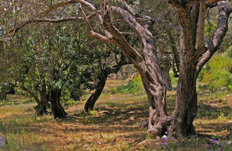 Πληροφορίες για το γλοιοσπόριο και το κυκλοκόνιο στην ελιά. Συμπτώματα και οδηγίες για την αντιμετώπιση των φυτοπαθογόνων, από την Ένωση Αγρινίου.