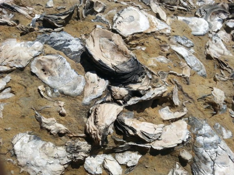 Τα απολιθώματα της παραλίας Αγριλιάς, που βρίσκεται ανάμεσα στον Αστακό και τον Μύτικα.