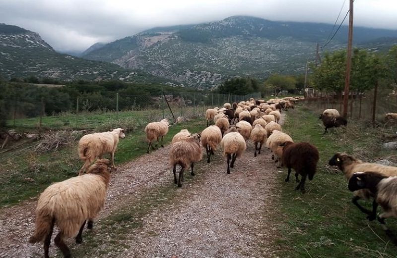 Από 21 Ιανουαρίου οι ενστάσεις για την Εξισωτική Αποζημίωση