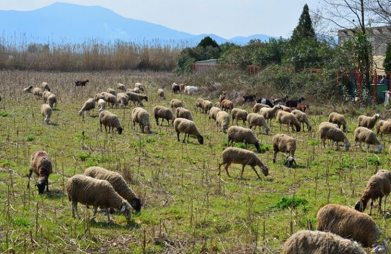 Εξισωτική Αποζημίωση: με 240 εκατ. ευρώ η Πρόσκληση