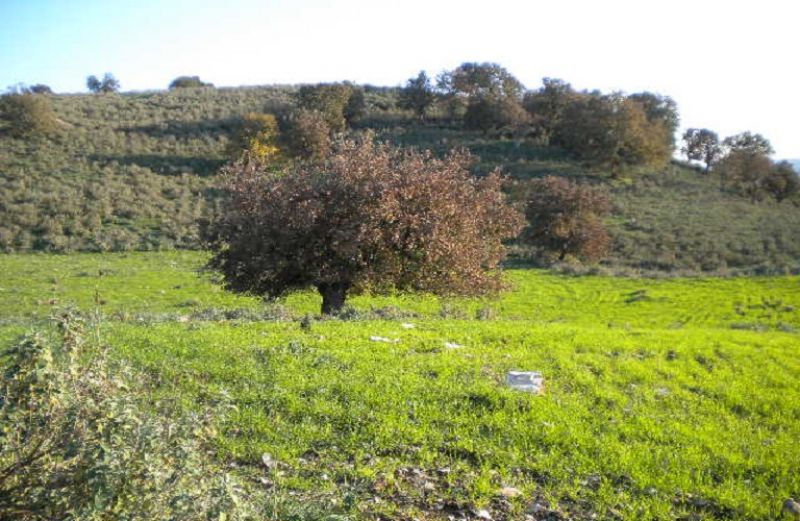 Γεωργία - Κτηνοτροφία: νέα μείωση στους δείκτες τιμών