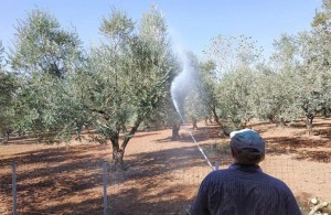 Ξεκινούν δολωματικοί ψεκασμοί δακοκτονίας στην ΠΕ Αιτωλοακαρνανίας