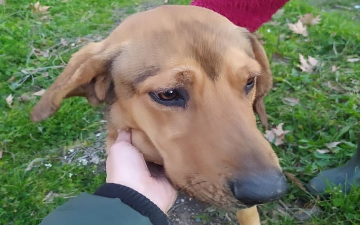 Αυτό είναι το σκυλάκι που βρέθηκε εγκαταλειμμένο στον Αχελώο-ανήκε σε ποδοσφαιριστή του Παναιτωλικού