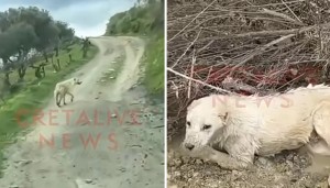 Κρήτη: Σκύλος «οδηγεί» έναν άνθρωπο για να σώσει άλλο παγιδευμένο σκυλί