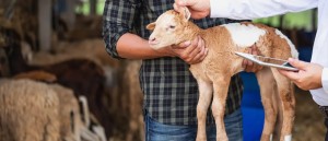 Ξεκινούν το Σάββατο οι αιτήσεις για 49 προσλήψεις κτηνιάτρων στο ΥΠΑΑΤ