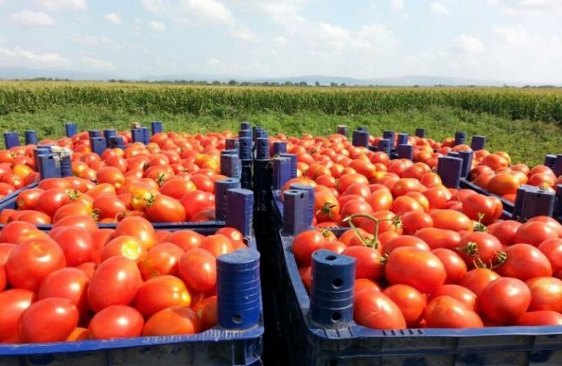 Ενημέρωση για επιβλαβή οργανισμό καραντίνας στις τομάτες