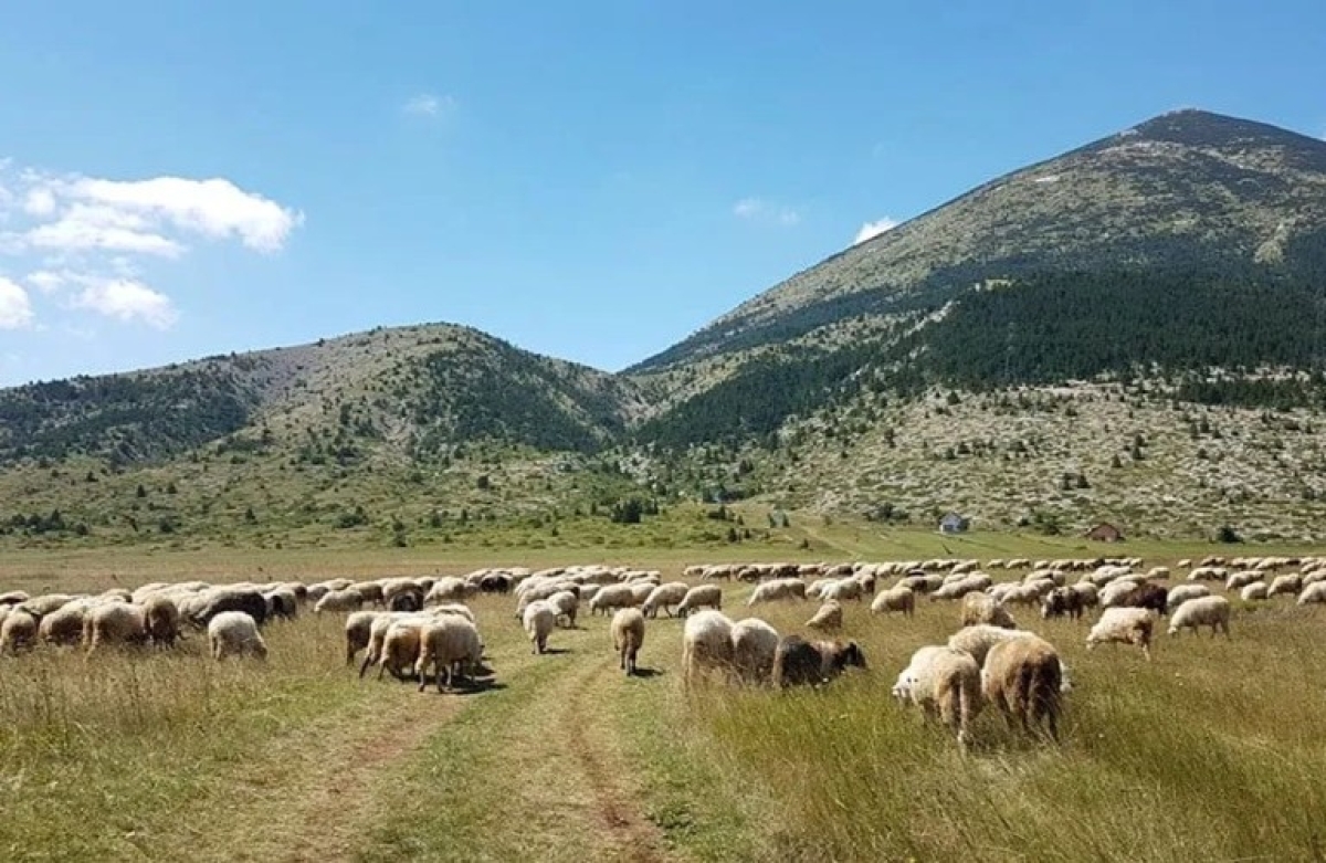 Παρεμβάσεις  για τη στήριξη της ελληνικής κτηνοτροφίας