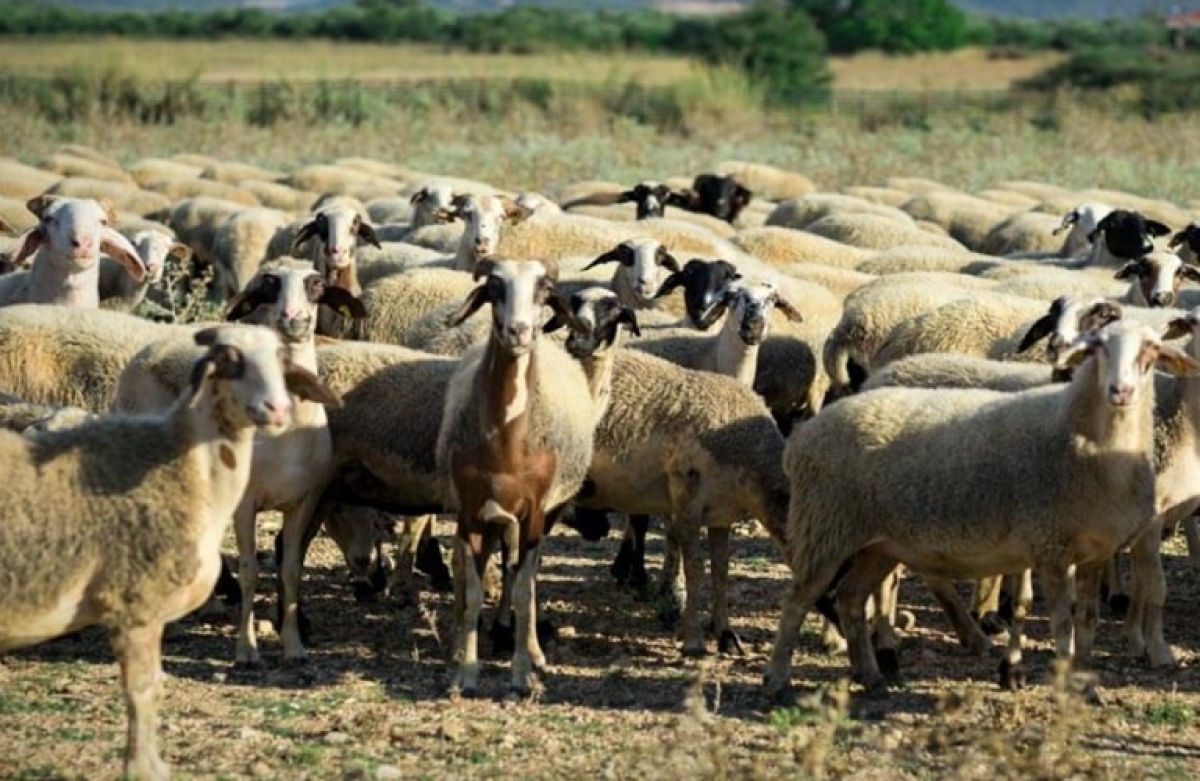 Πώς θα κατανεμηθούν τα 89 εκατ. ευρώ στους κτηνοτρόφους