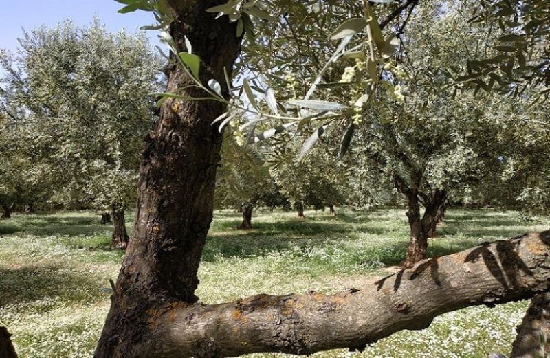 Γεωργικές Προειδοποιήσεις για τις ελιές