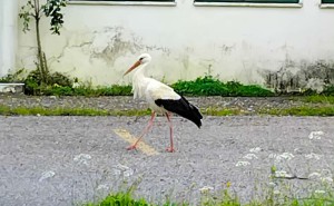 Επέστρεψαν οι πελαργοί στη Νέα Αβώρανη Αγρινίου, μετά από 50 χρόνια απουσίας