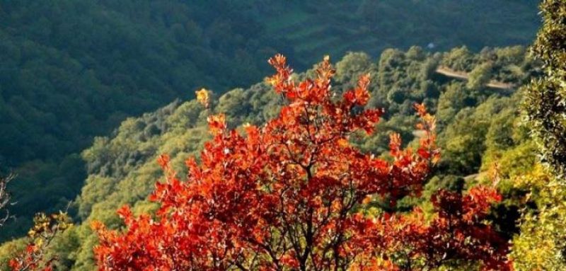 Αράκυνθος: Το “περιβόλι” των χρωμάτων (φωτο)