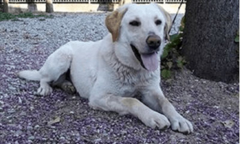 Αγρίνιο: Χαρίζεται σκύλος