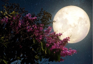 Σήμερα η πέμπτη πανσέληνος του έτους «Φεγγάρι των λουλουδιών»