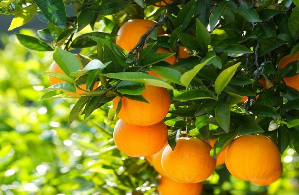 Πορτοκάλι: τα πολλά οφέλη για την υγεία μας