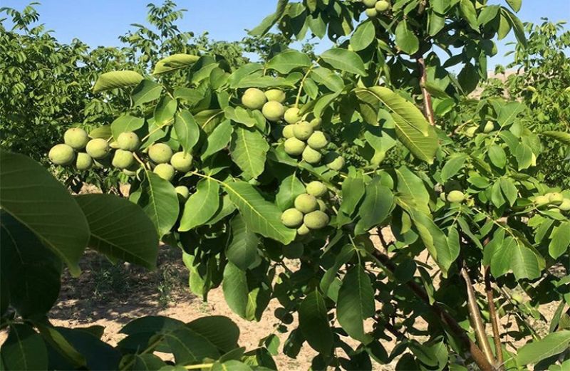 Ανθράκωση και Βακτηρίωση στην καρυδιά