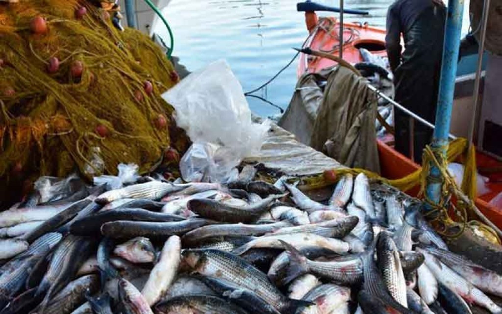 Πρωτοπόρα στην Ευρώπη η Ελλάδα στα ζητήματα Συλλογής Αλιευτικών Δεδομένων