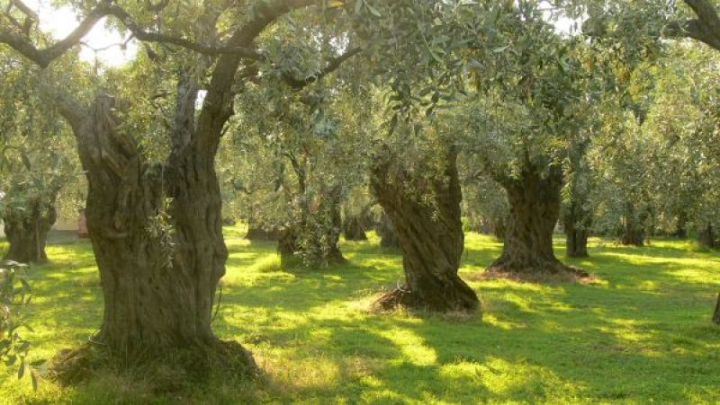 Δυο διεθνείς διακρίσεις για τη κουτσουρελιά σε ελαιοπαραγωγούς μελή της Βιοτριχωνίδας