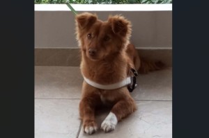 Αγρίνιο: Χάθηκε σκυλίτσα στην περιοχή του Πάρκου