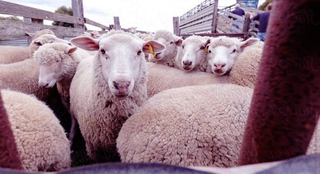 Ξεκινά η ενεργοποίηση ιδιωτών κτηνιάτρων για την αντιμετώπιση της ευλογιάς