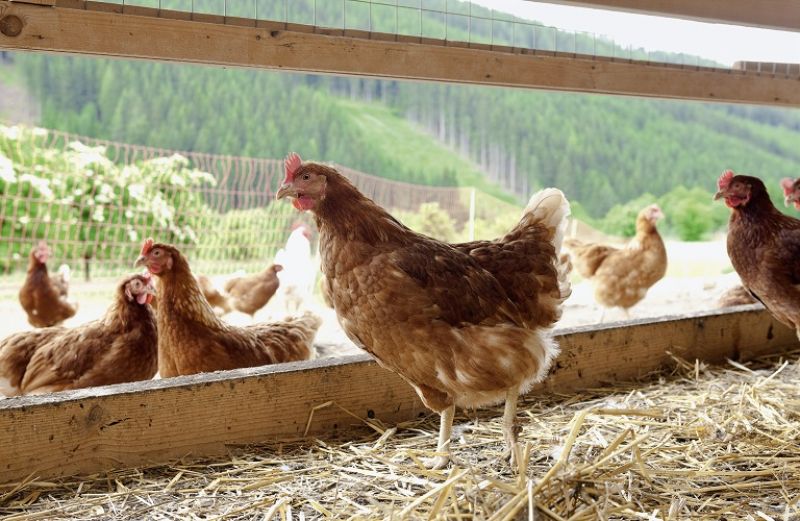Η αυγοπαραγωγός πτηνοτροφία σήμερα