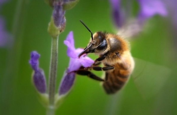 Η Πράσινη Συμφωνία και η προστασία των μελισσών