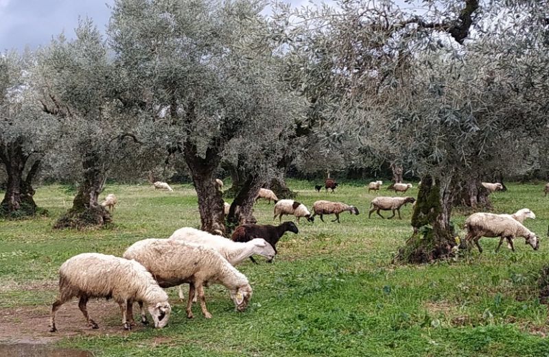 Σπάνιες Φυλές: από 5 μέχρι 25 Απριλίου τα παραστατικά