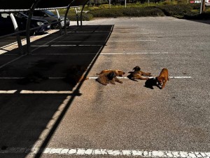 Αγρίνιο: Ασυνείδητοι παράτησαν κουταβάκια σε προαύλιο super market (φωτο)