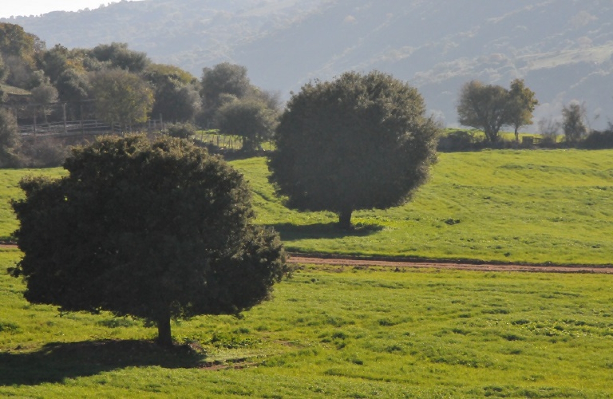 SOS: πότε ένα αγροτεμάχιο θεωρείται μη επιλέξιμο