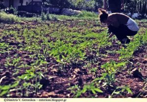 Η πρώτη καλλιέργεια βιομηχανικής κάνναβης στην Αιτωλοακαρνανία αποδίδει καρπούς