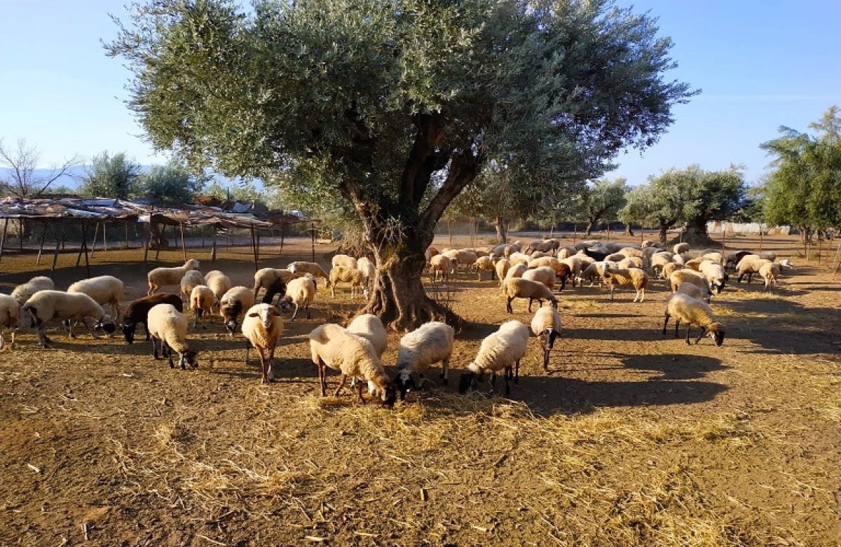 Πρόγραμμα αποζημιώσεων από την επιβολή κτηνιατρικών μέτρων εξυγίανσης