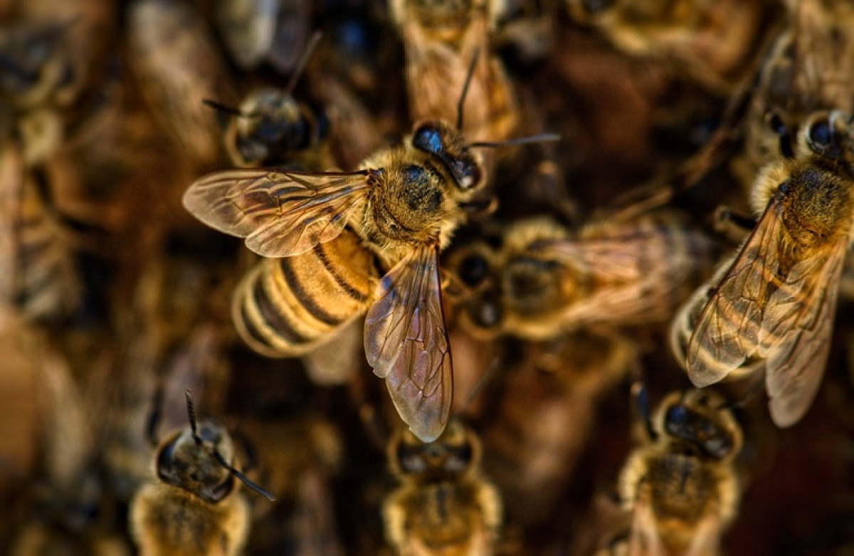 Σώστε τις μέλισσες: Η επιτυχημένη πρωτοβουλία πολιτών παρουσιάστηκε στην Ευρωπαϊκή Επιτροπή