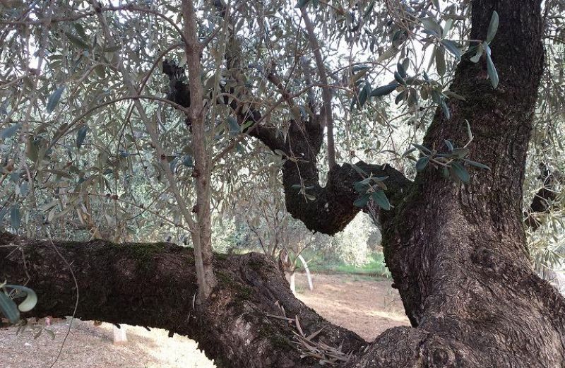 Ενωση Αγρινίου: Ημερίδα με θέμα “Παράγοντας ποιοτικά ελαιοκομικά προϊόντα”