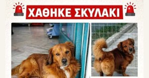 Αγρίνιο: Ανησυχία για τον Κανέλο – Χάθηκε αρσενικός σκύλος στην Καμαρούλα