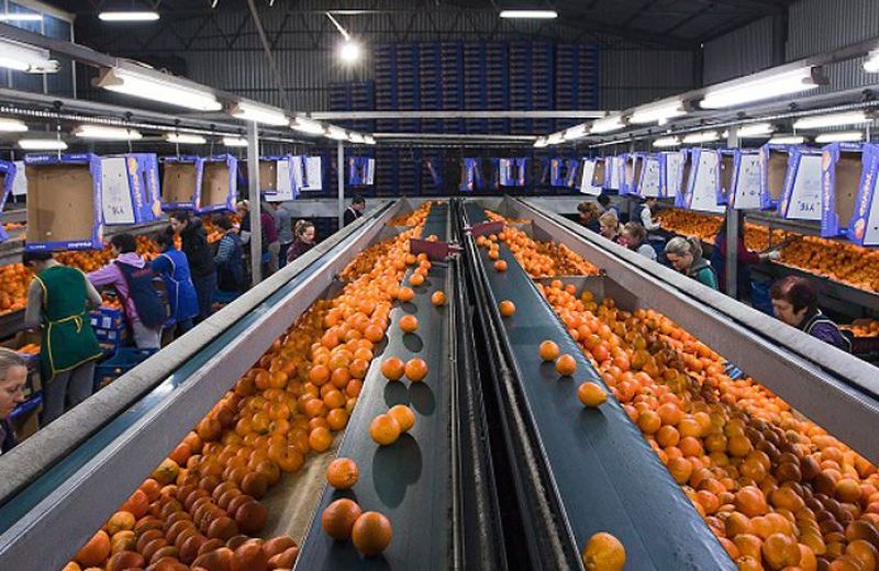 Ανοιχτές θέσεις εργασίας σε συσκευαστήριο πορτοκαλιών στη Νεάπολη
