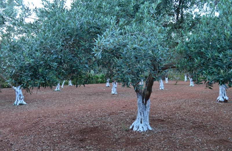 Η βιολογική καλλιέργεια της ελιάς