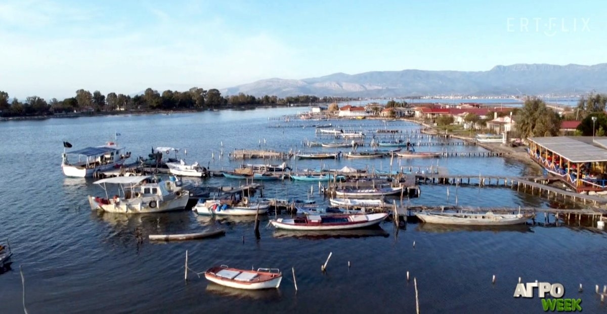 ERTFLIX: Αφιέρωμα του ΑΓΡΟweek στην παραδοσιακή αλιεία στη λιμνοθάλασσα Μεσολογγίου-Αιτωλικού