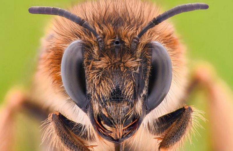 Προστασία μελισσών: περαιτέρω μείωση της χρήσης φυτοφαρμάκων