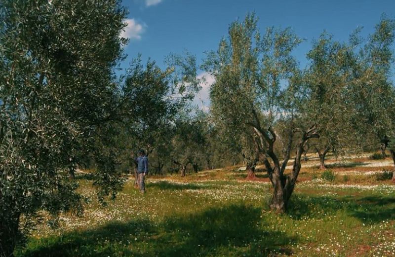 Γλοιοσπόριο και το Κυκλοκόνιο: Όσα πρέπει να γνωρίζουν οι παραγωγοί