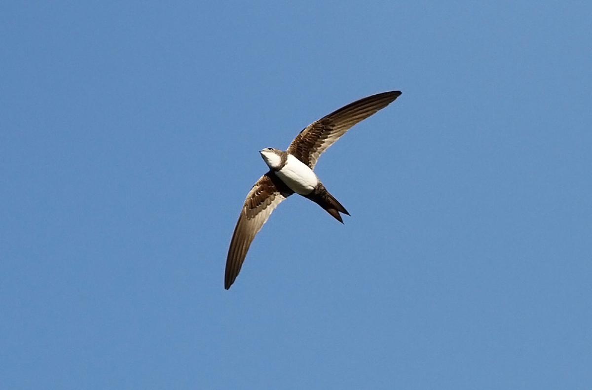 Σκεπαρνάς: Το πουλί που προσγειώνεται κάθε έξι μήνες – Περνά τουλάχιστον 200 μέρες εν πτήσει
