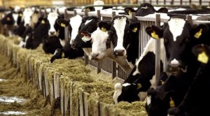 ΥΠΑΑΤ: Ευρωπαϊκή συνδρομή στην Ελλάδα για την αντιμετώπιση του αφθώδους πυρετού