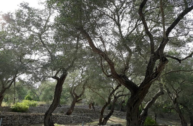 Ημερίδα για τη «Xylella fastidiosa» ...και μελλοντικά προγράμματα επιδότησης σε αγρότες