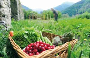 Κατά 34% αυξήθηκε η βιολογική γεωργία στην ΕΕ
