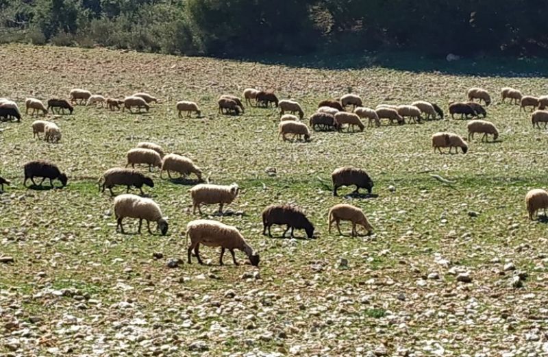 Σπάνιες φυλές: Υπενθύμιση για τα παραστατικά ειδικών διατάξεων